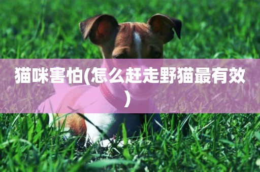 貓咪害怕(怎么趕走野貓最有效) 