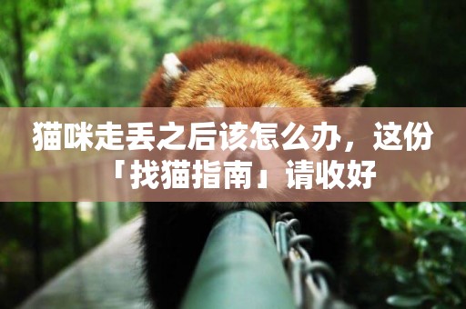 貓咪走丟之后該怎么辦，這份「找貓指南」請收好 