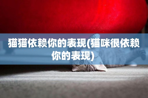 貓貓依賴你的表現(貓咪很依賴你的表現) 