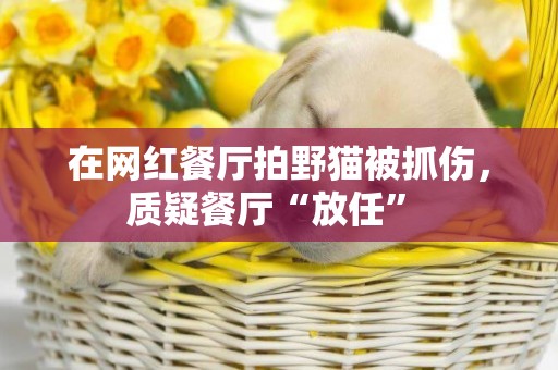 在網紅餐廳拍野貓被抓傷，質疑餐廳“放任” 