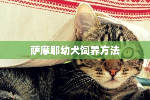 薩摩耶幼犬飼養方法