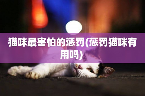 貓咪最害怕的懲罰(懲罰貓咪有用嗎) 