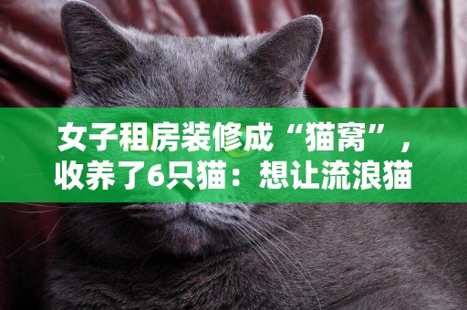 女子租房裝修成“貓窩”，收養了6只貓：想讓流浪貓們也有地方玩 