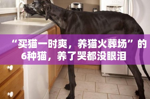 “買貓一時爽，養貓火葬場”的6種貓，養了哭都沒眼淚 