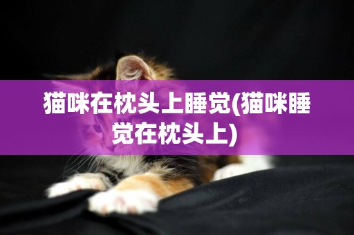 貓咪在枕頭上睡覺(貓咪睡覺在枕頭上) 