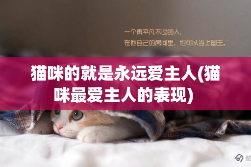 貓咪的就是永遠愛主人(貓咪最愛主人的表現) 