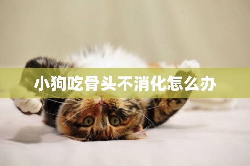 小狗吃骨頭不消化怎么辦