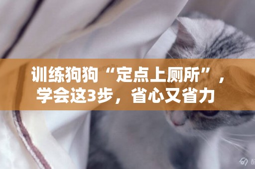 訓練狗狗“定點上廁所”，學會這3步，省心又省力 