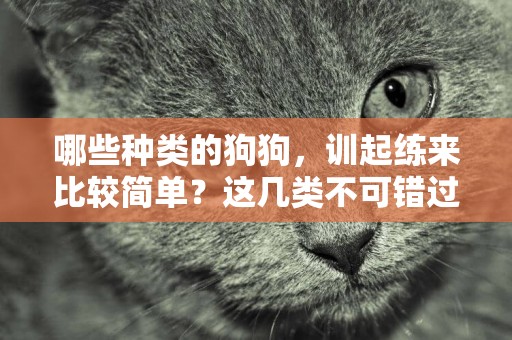 哪些種類的狗狗，訓起練來比較簡單？這幾類不可錯過 
