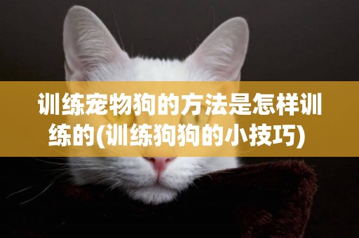 訓練寵物狗的方法是怎樣訓練的(訓練狗狗的小技巧) 