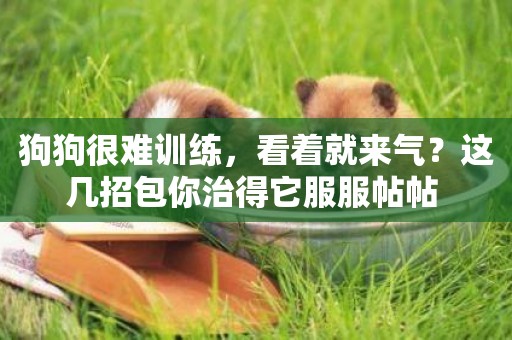 狗狗很難訓練，看著就來氣？這幾招包你治得它服服帖帖 