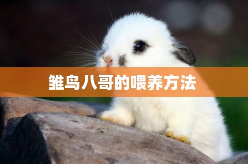 雛鳥八哥的喂養方法 