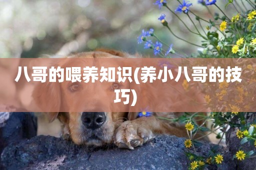 八哥的喂養知識(養小八哥的技巧) 
