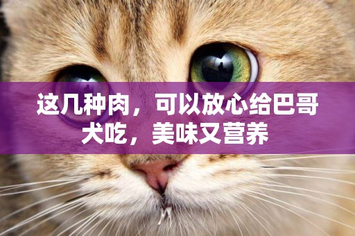 這幾種肉，可以放心給巴哥犬吃，美味又營養 