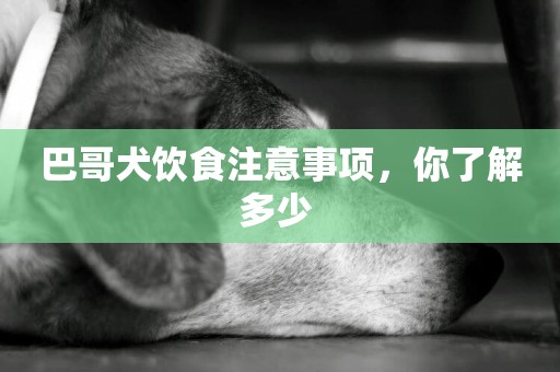 巴哥犬飲食注意事項，你了解多少 