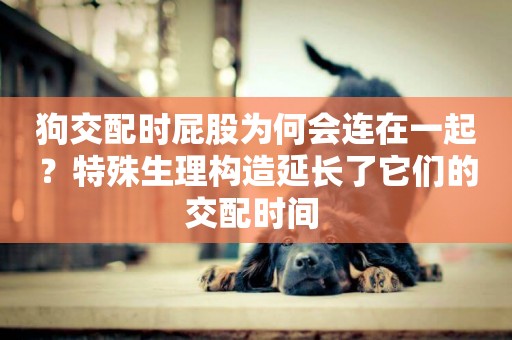 狗交配時屁股為何會連在一起？特殊生理構造延長了它們的交配時間 
