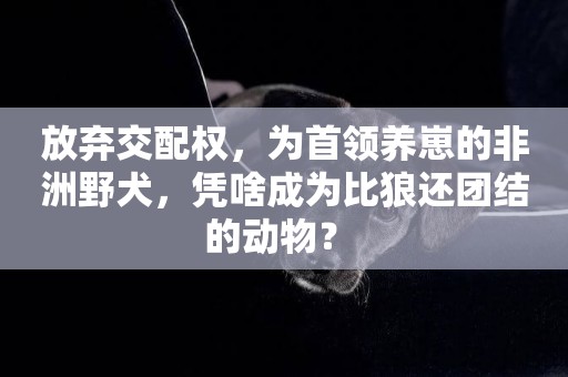 放棄交配權，為首領養崽的非洲野犬，憑啥成為比狼還團結的動物？ 
