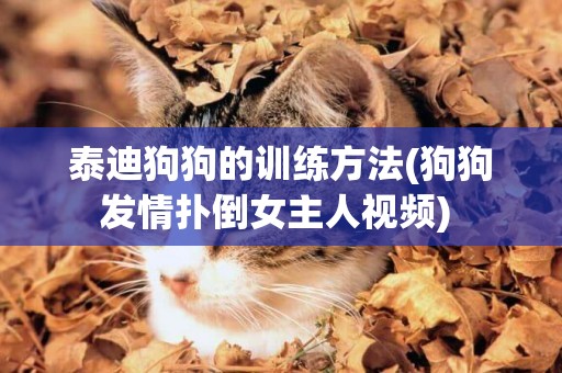 泰迪狗狗的訓練方法(狗狗發情撲倒女主人視頻) 