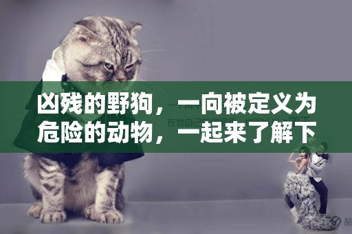 兇殘的野狗，一向被定義為危險的動物，一起來了解下吧 