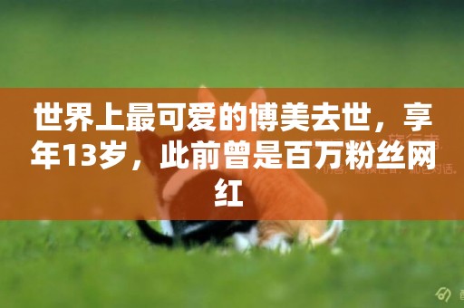 世界上最可愛的博美去世，享年13歲，此前曾是百萬粉絲網紅 