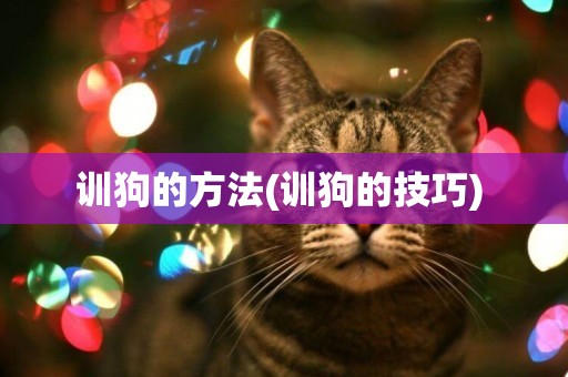 訓狗的方法(訓狗的技巧) 