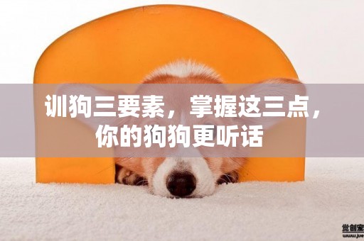訓狗三要素，掌握這三點，你的狗狗更聽話 