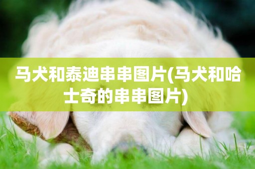 馬犬和泰迪串串圖片(馬犬和哈士奇的串串圖片) 