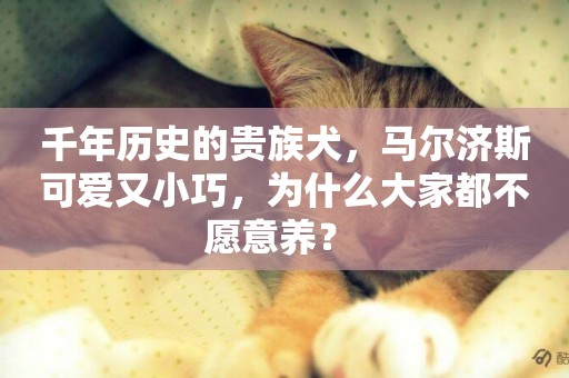 千年歷史的貴族犬，馬爾濟斯可愛又小巧，為什么大家都不愿意養？ 