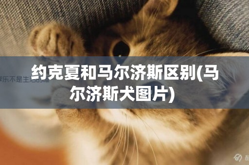 約克夏和馬爾濟斯區別(馬爾濟斯犬圖片) 