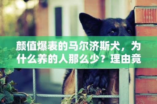顏值爆表的馬爾濟斯犬，為什么養的人那么少？理由竟是這些 