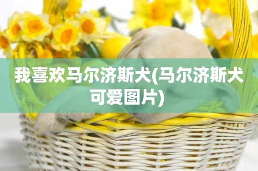我喜歡馬爾濟斯犬(馬爾濟斯犬可愛圖片) 