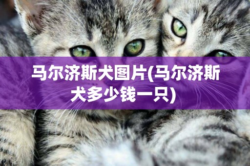 馬爾濟斯犬圖片(馬爾濟斯犬多少錢一只) 