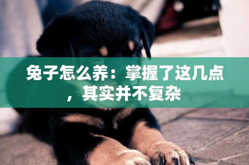 兔子怎么養：掌握了這幾點，其實并不復雜 