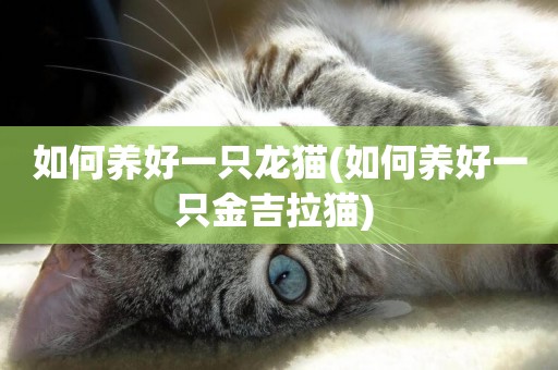 如何養好一只龍貓(如何養好一只金吉拉貓) 