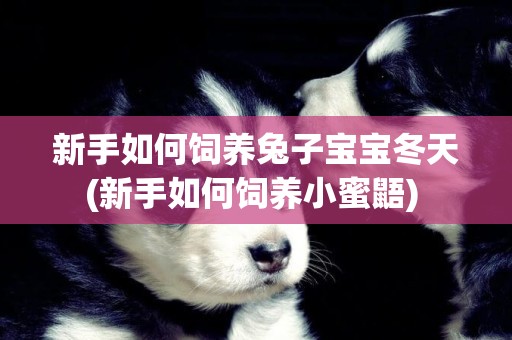 新手如何飼養兔子寶寶冬天(新手如何飼養小蜜鼯) 