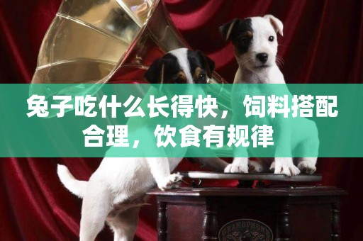 兔子吃什么長得快，飼料搭配合理，飲食有規律 