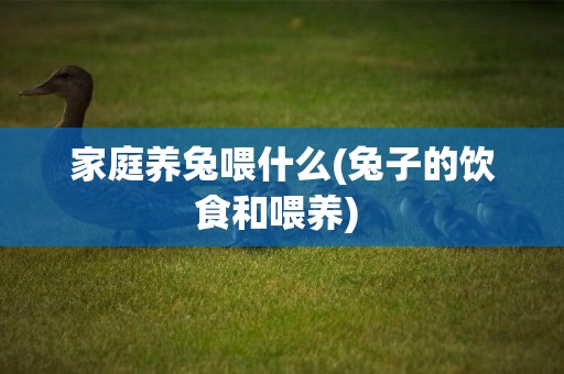 家庭養兔喂什么(兔子的飲食和喂養) 