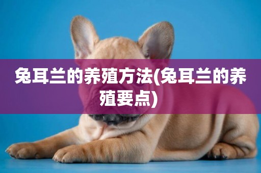 兔耳蘭的養殖方法(兔耳蘭的養殖要點) 