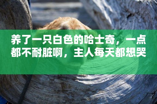 養了一只白色的哈士奇，一點都不耐臟啊，主人每天都想哭 