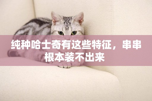 純種哈士奇有這些特征，串串根本裝不出來 