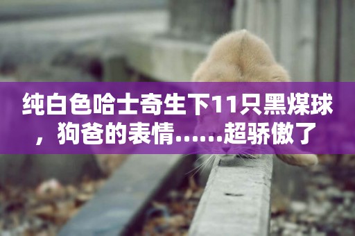 純白色哈士奇生下11只黑煤球，狗爸的表情……超驕傲了 
