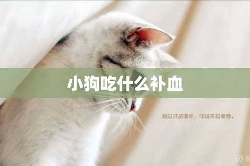 小狗吃什么補血