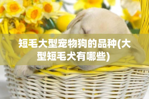 短毛大型寵物狗的品種(大型短毛犬有哪些) 