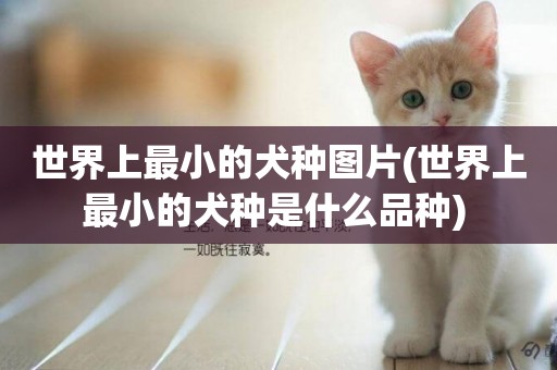 世界上最小的犬種圖片(世界上最小的犬種是什么品種) 