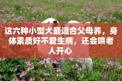 這六種小型犬最適合父母養，身體素質好不愛生病，還會哄老人開心 