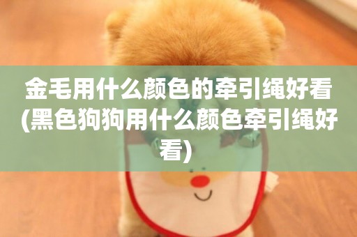金毛用什么顏色的牽引繩好看(黑色狗狗用什么顏色牽引繩好看) 