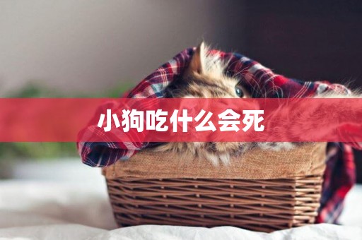 小狗吃什么會死