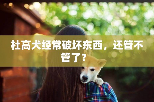 杜高犬經常破壞東西，還管不管了？ 
