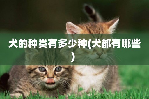 犬的種類有多少種(犬都有哪些) 