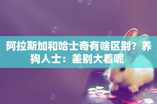 阿拉斯加和哈士奇有啥區別？養狗人士：差別大著呢 